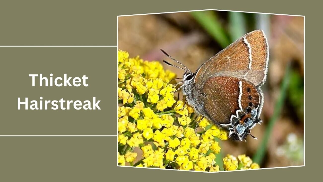 Thicket Hairstreak