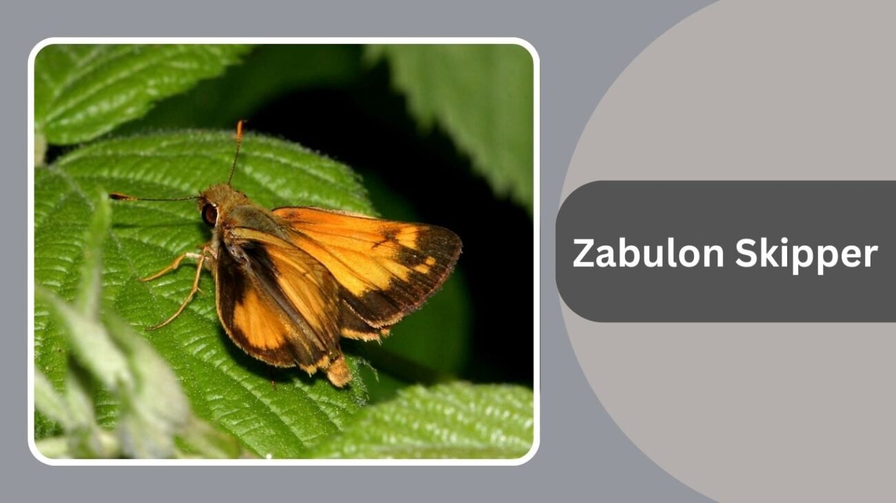 Zabulon Skipper