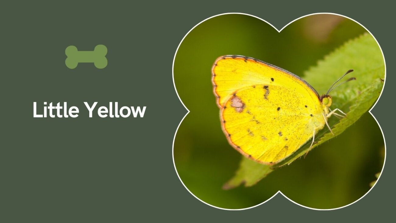 Little Yellow (Eurema lisa)