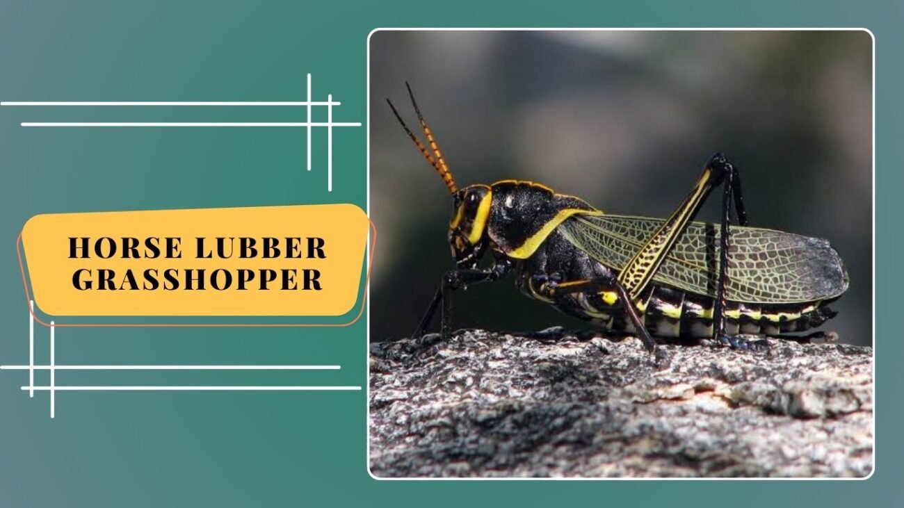 Horse Lubber Grasshopper