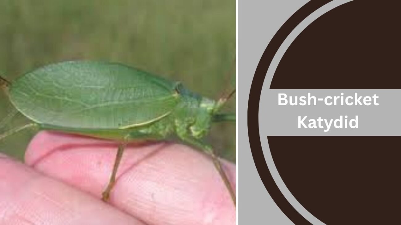 Bush-cricket Katydid