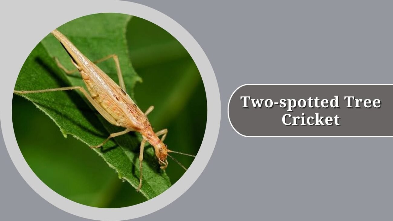 Two-spotted Tree Cricket