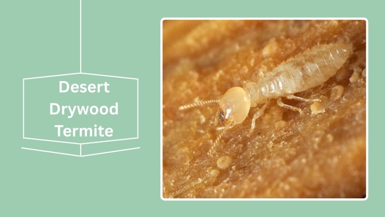 Desert Drywood Termite