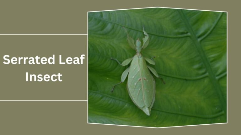 15 Types of Leaf Insect: Identification With Picture
