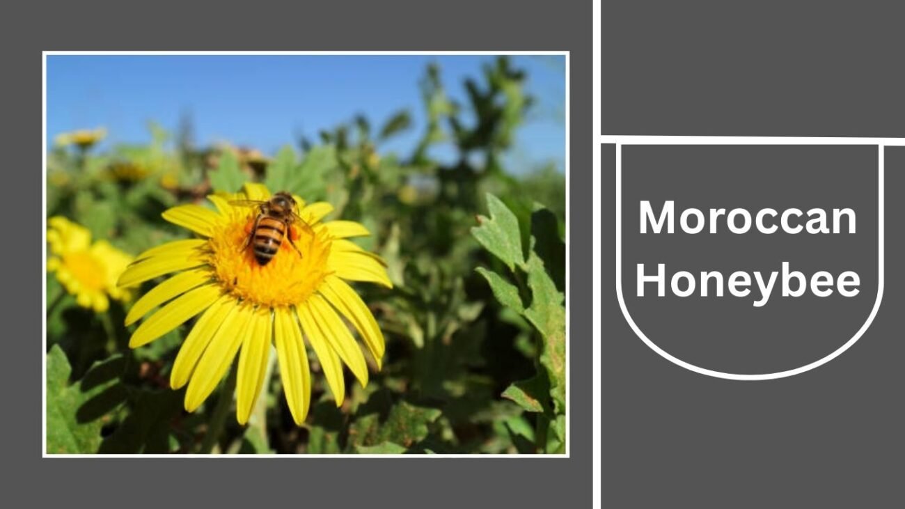 Moroccan Honeybee (Apis mellifera intermissa)