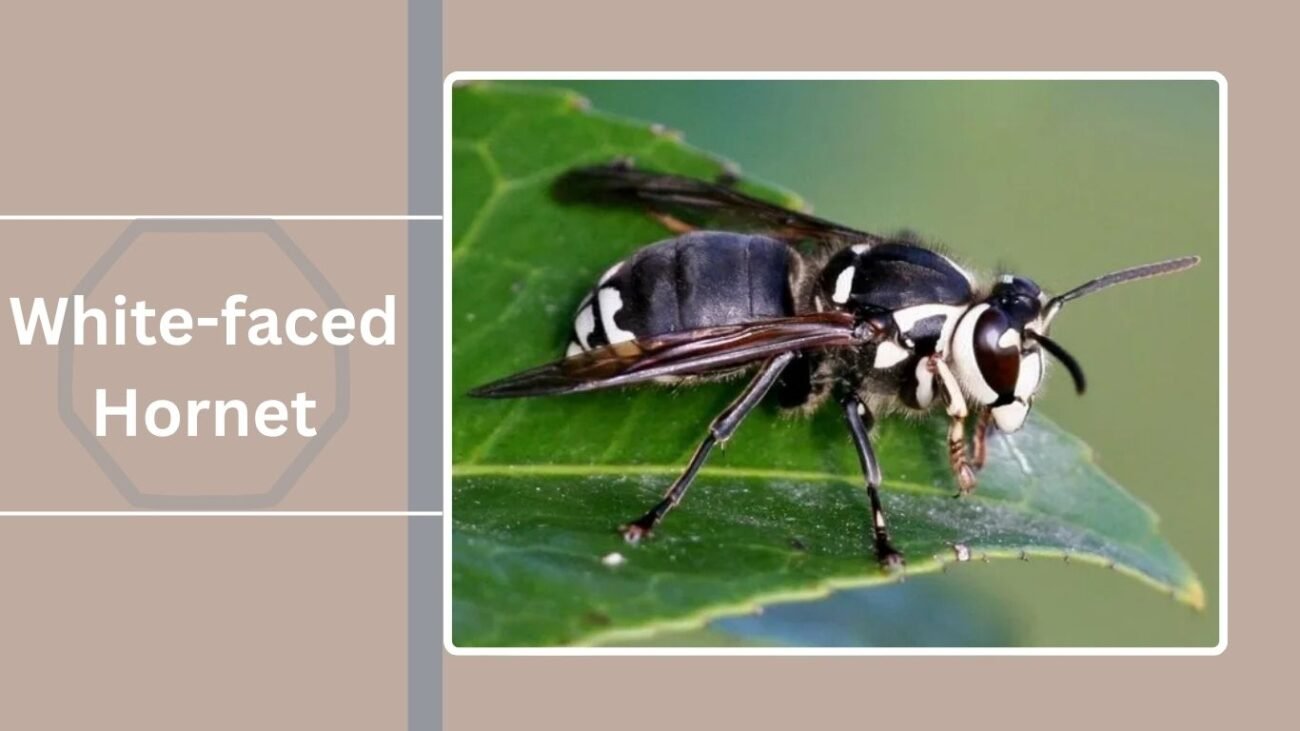 White-faced Hornet (Dolichovespula maculata)
