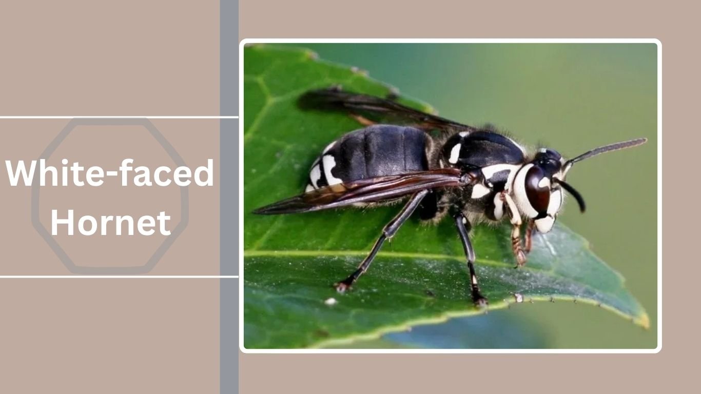 16 Types Of Hornets Identification Habitat Behaviors And Lifecycle