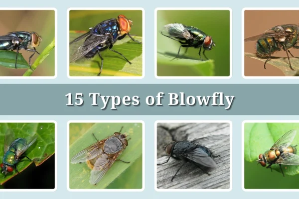 15 Types of Blowfly Identification With Picture