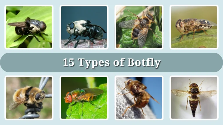 15 Types of Botfly Identification With Picture
