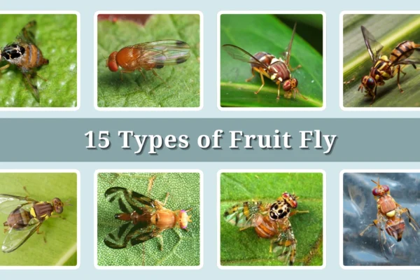 15 Types of Fruit Fly Identification With Picture