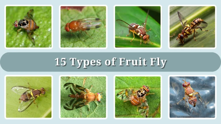 15 Types of Fruit Fly Identification With Picture