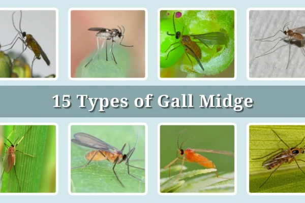 15 Types of Gall Midge Identification With Picture