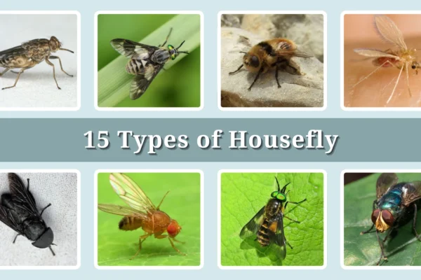 15 Types of Housefly Identification With Picture