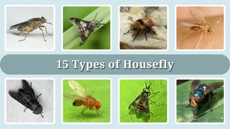 15 Types of Housefly Identification With Picture
