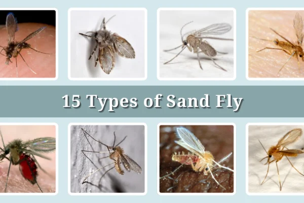 15 Types of Sand Fly Identification With Picture