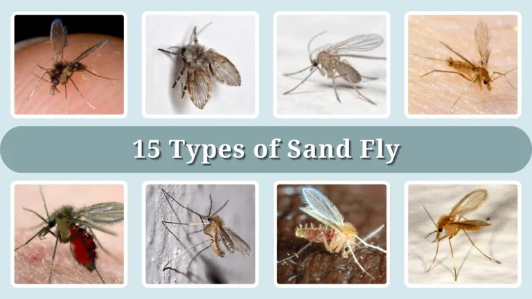 15 Types of Sand Fly Identification With Picture