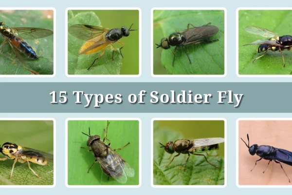 15 Types of Soldier Fly Identification With Picture