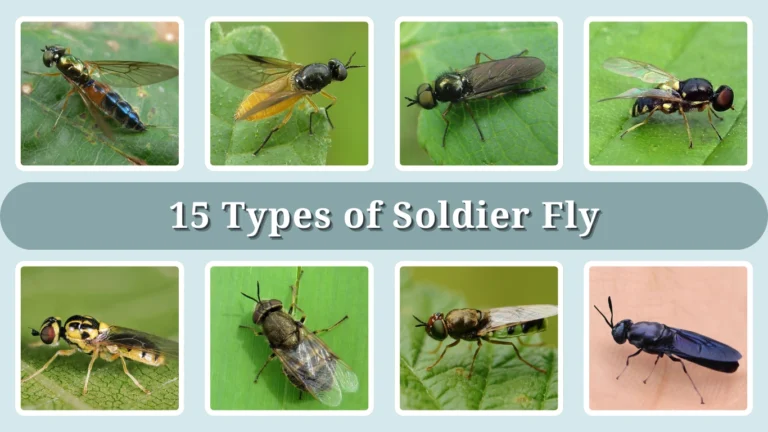 15 Types of Soldier Fly Identification With Picture