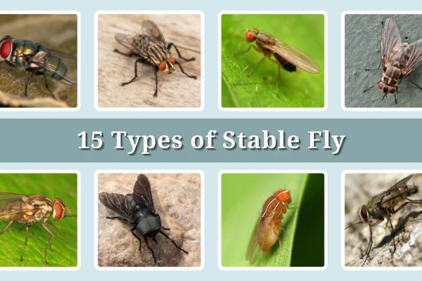 15 Types of Stable Fly Identification With Picture