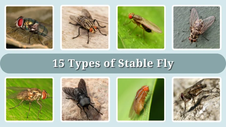 15 Types of Stable Fly Identification With Picture