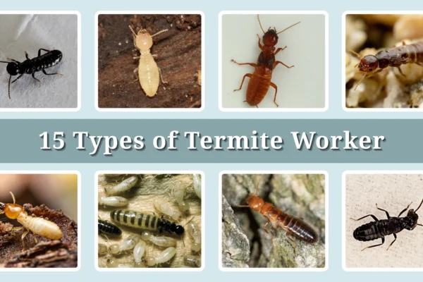 15 Types of Termite Worker Identification With Picture