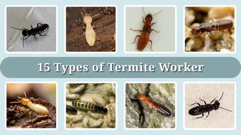 15 Types of Termite Worker: Identification With Picture