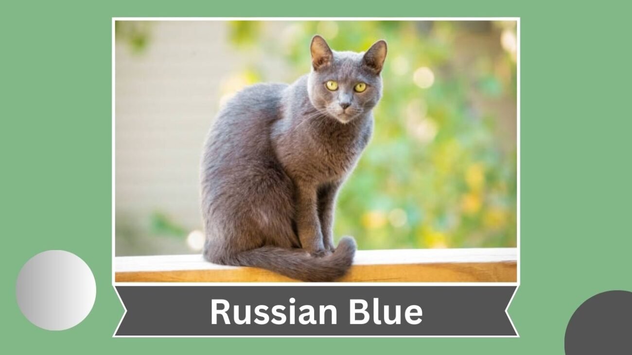 Russian Blue