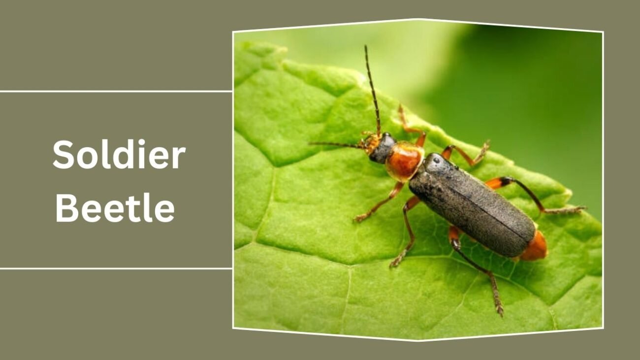 Soldier Beetle (Cantharidae)
