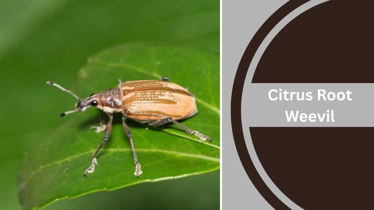 Citrus Root Weevil