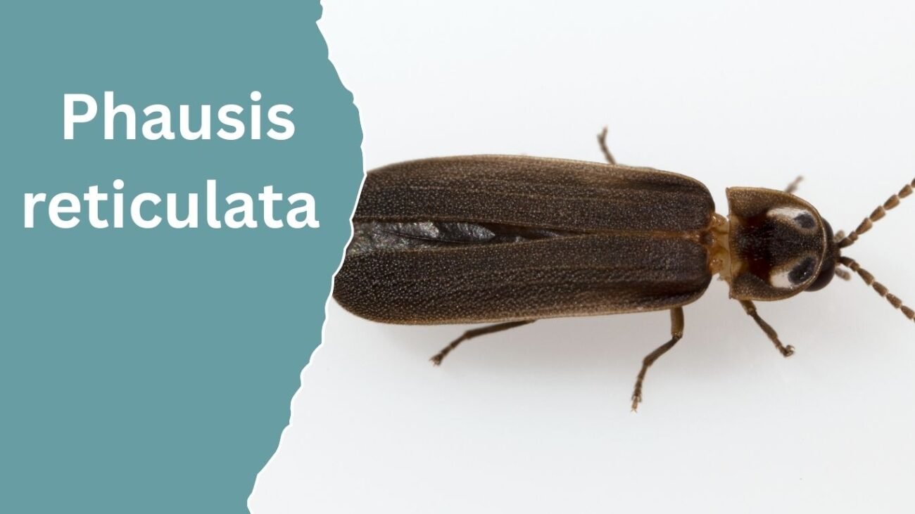 Phausis reticulata