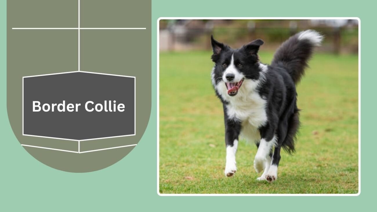 Border Collie