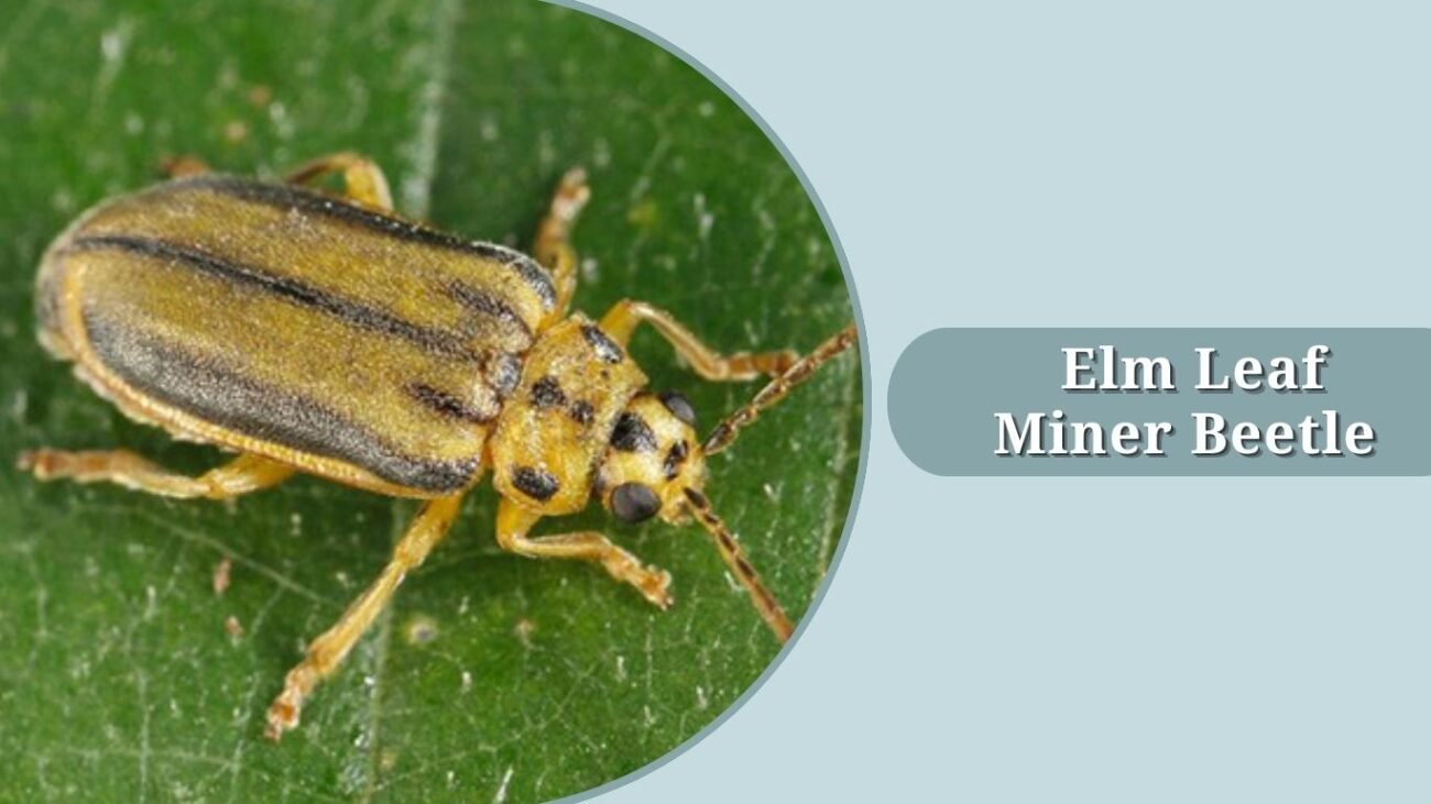 Elm Leaf Miner Beetle