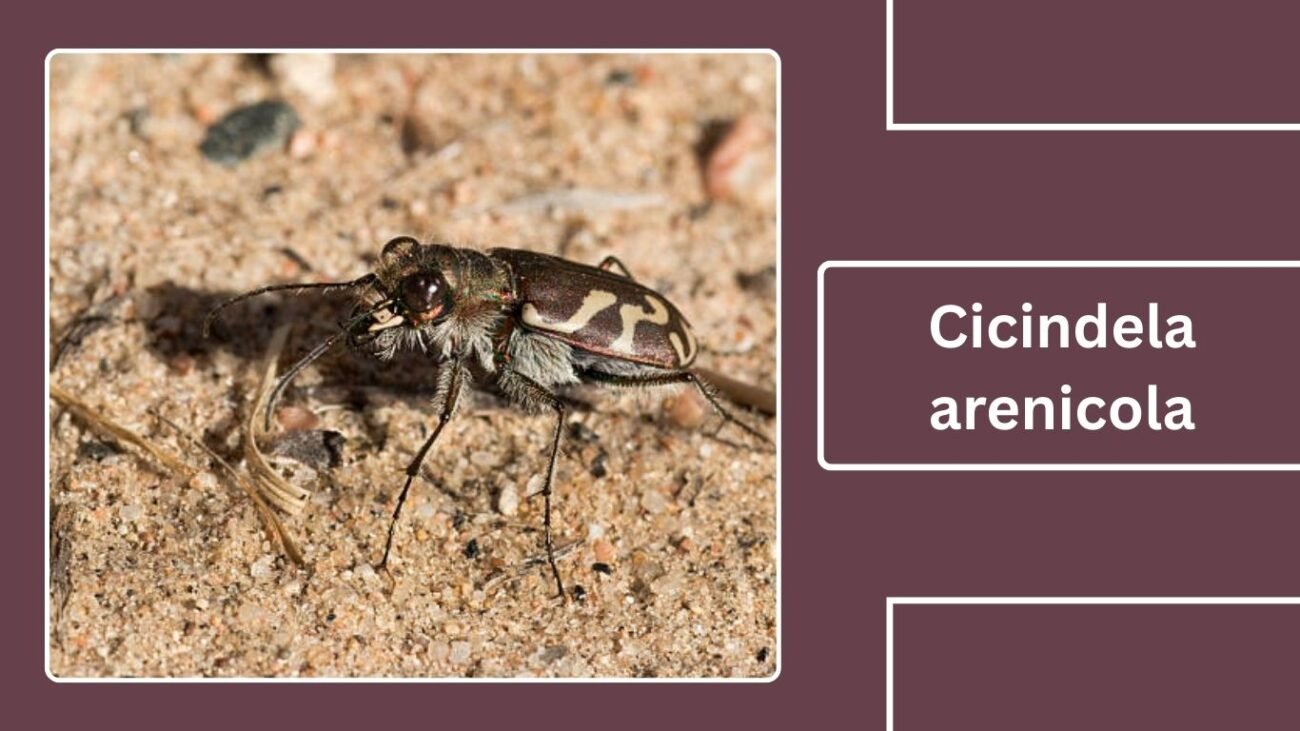 Cicindela arenicola