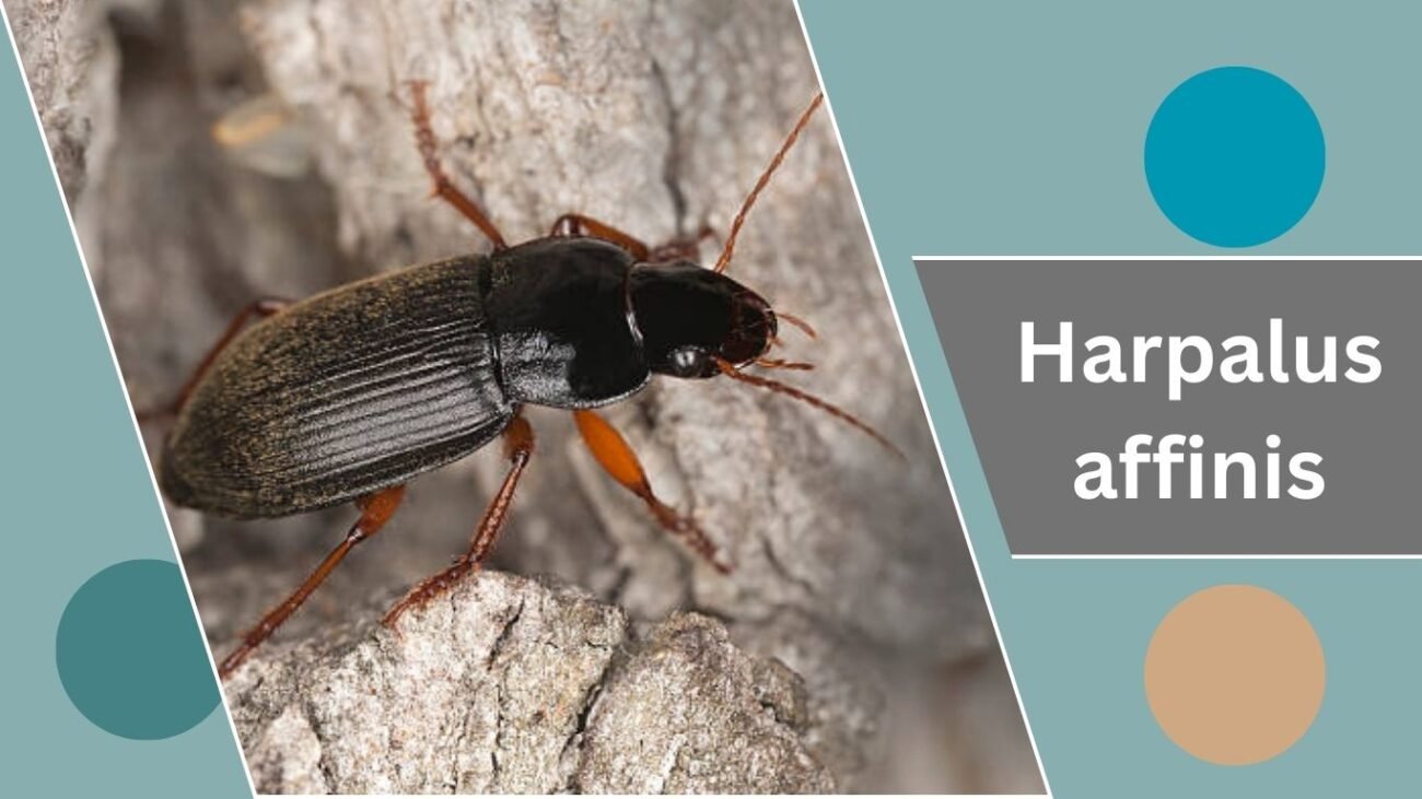 Harpalus affinis