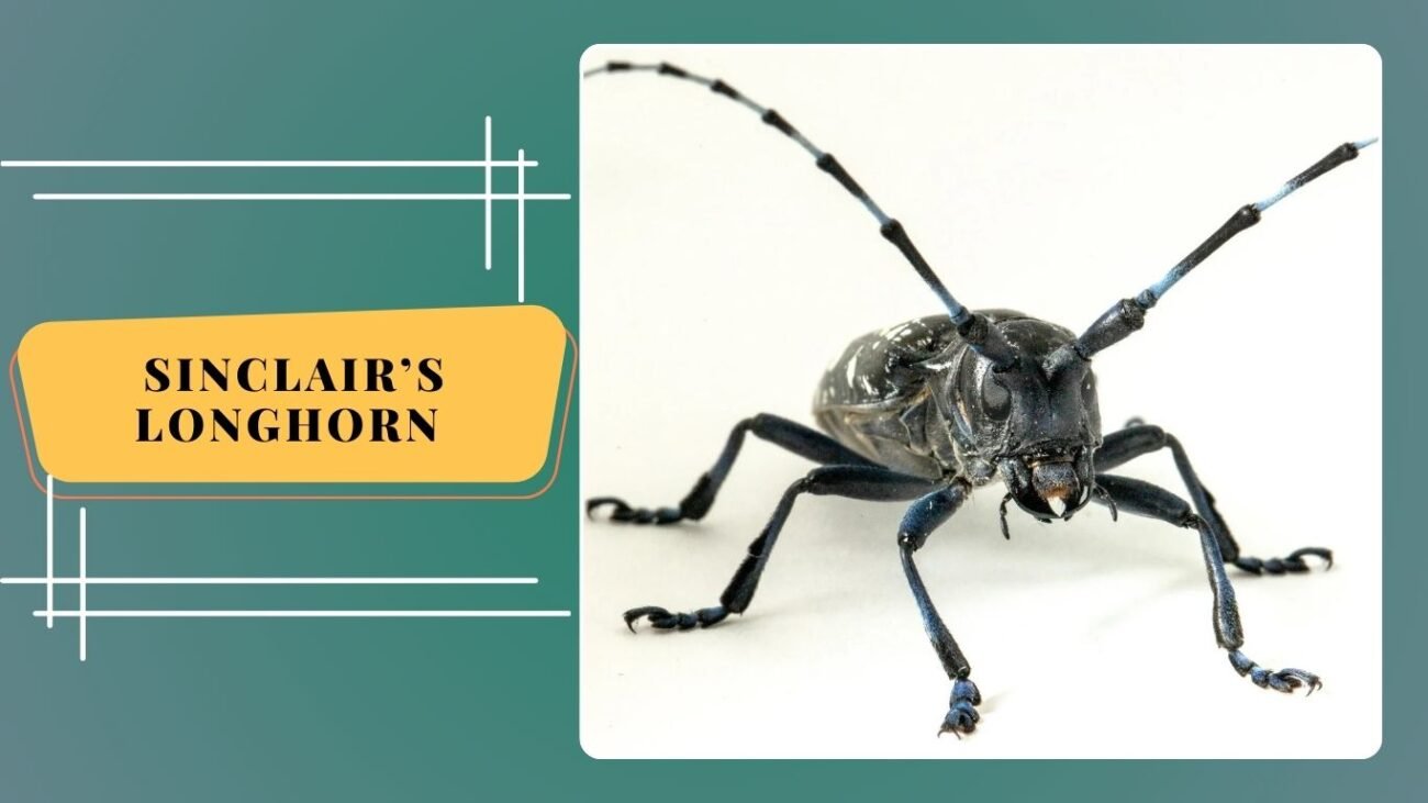 Sinclair’s Longhorn (Calliprason sinclairi)