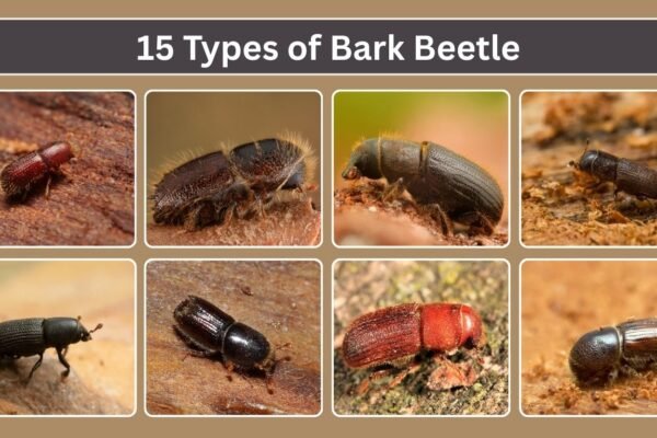 15 Types of Bark Beetle