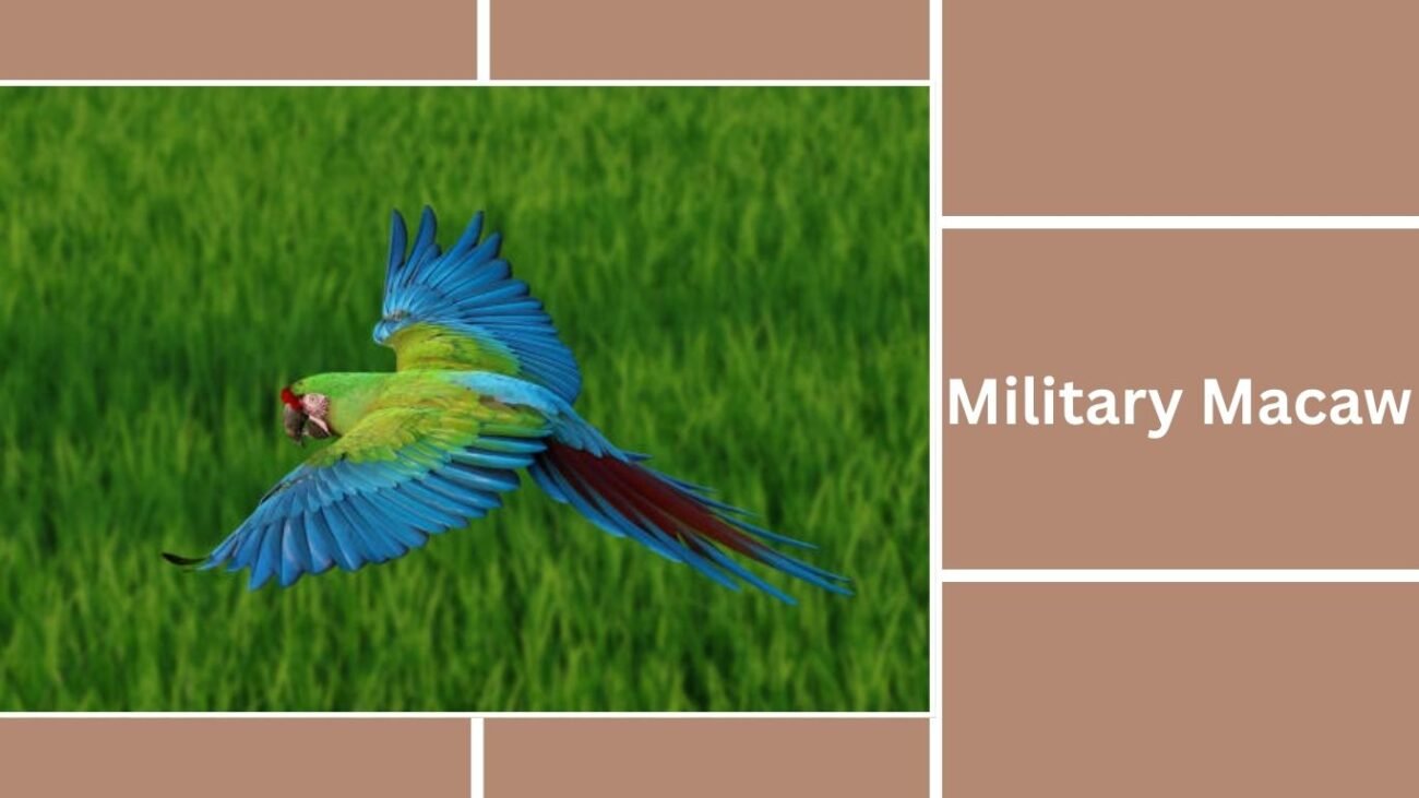Military Macaw