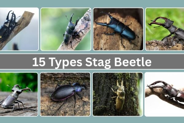 15 Types Stag Beetle