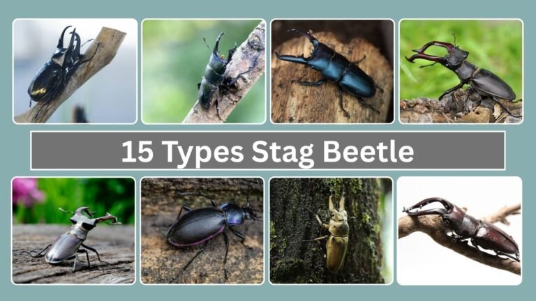 15 Types Stag Beetle