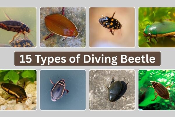 15 Types of Diving Beetle