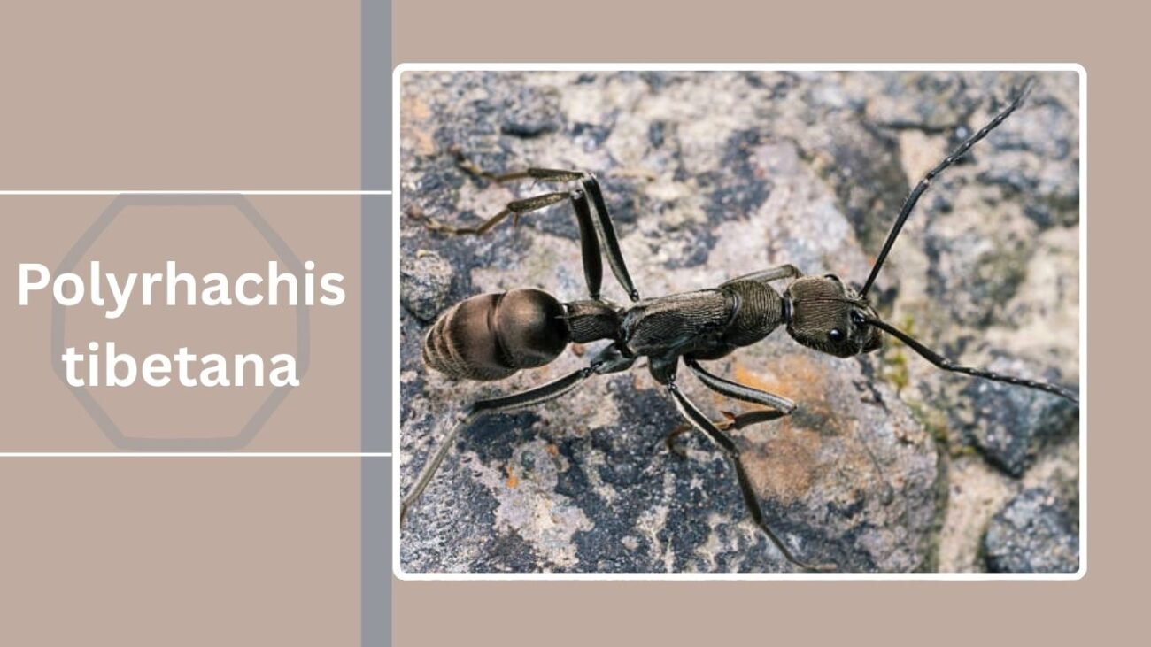 Polyrhachis dives var. tibetana