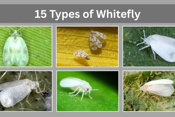 15 Types of Whitefly