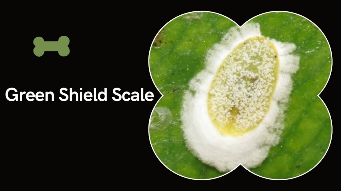 Green Shield Scale (Pulvinaria psidii)
