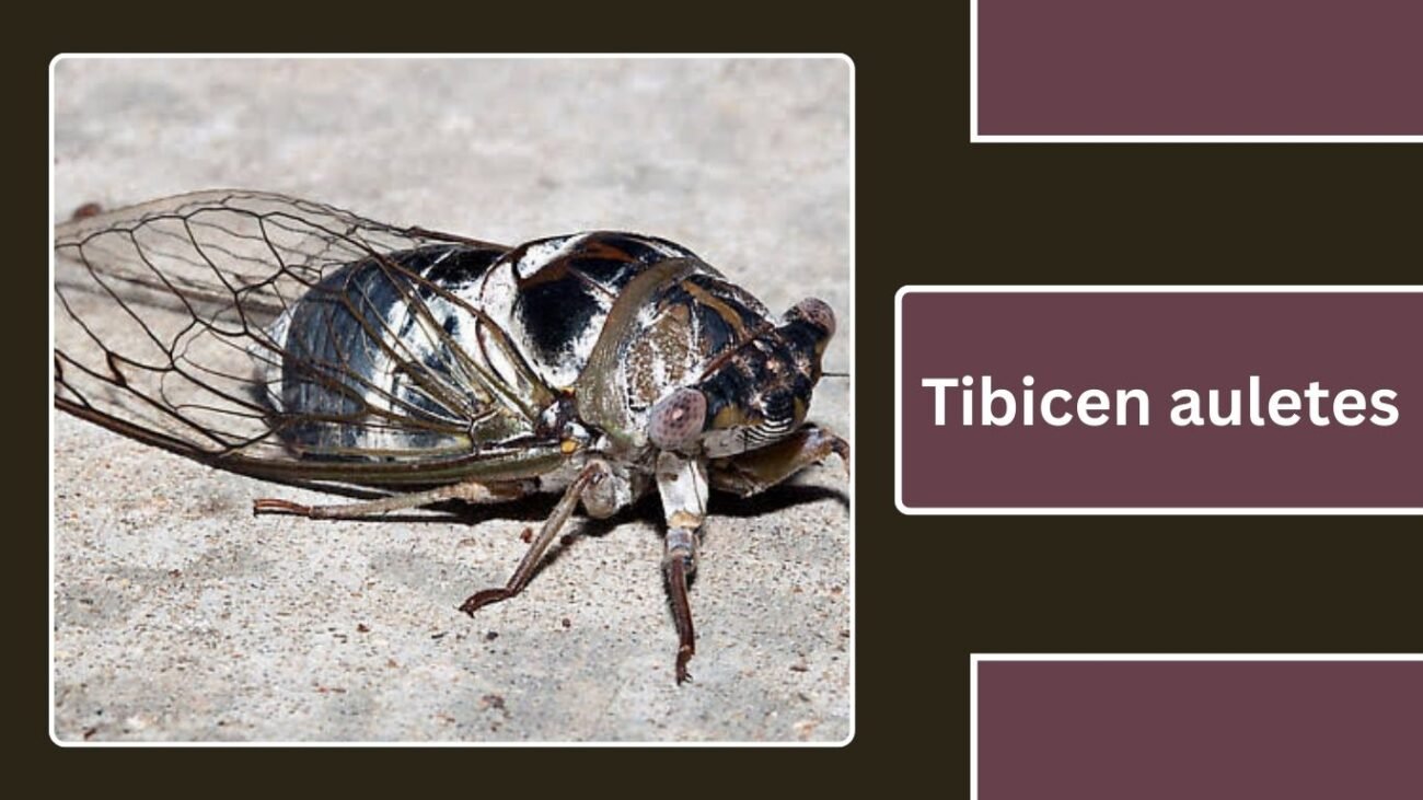 Tibicen auletes (Neotibicen auletes)