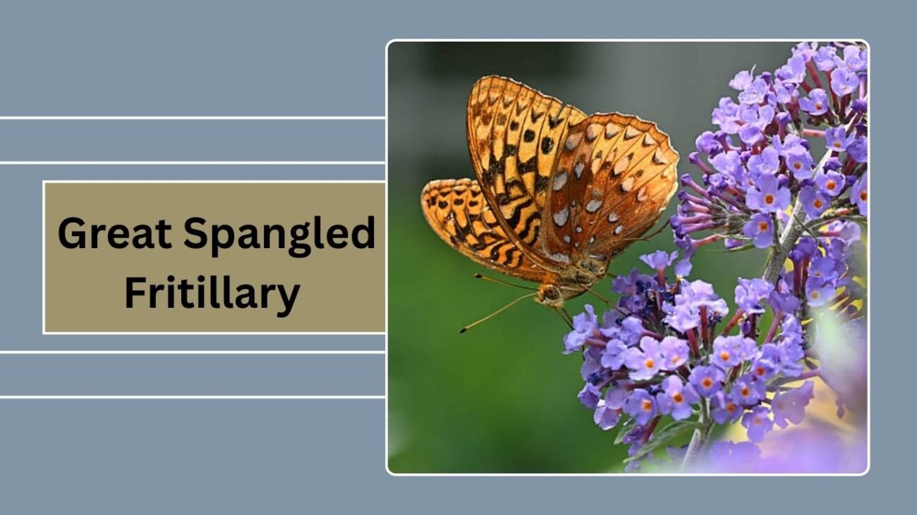 Great Spangled Fritillary