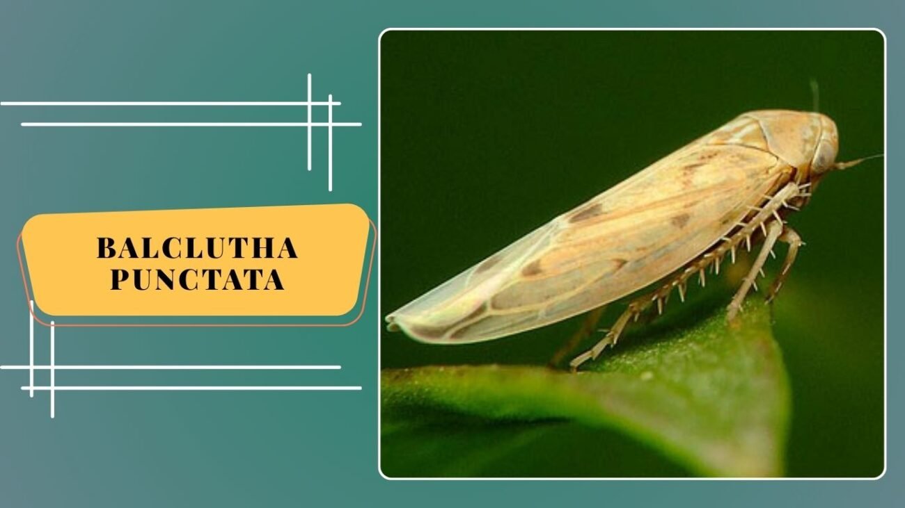 Balclutha punctata