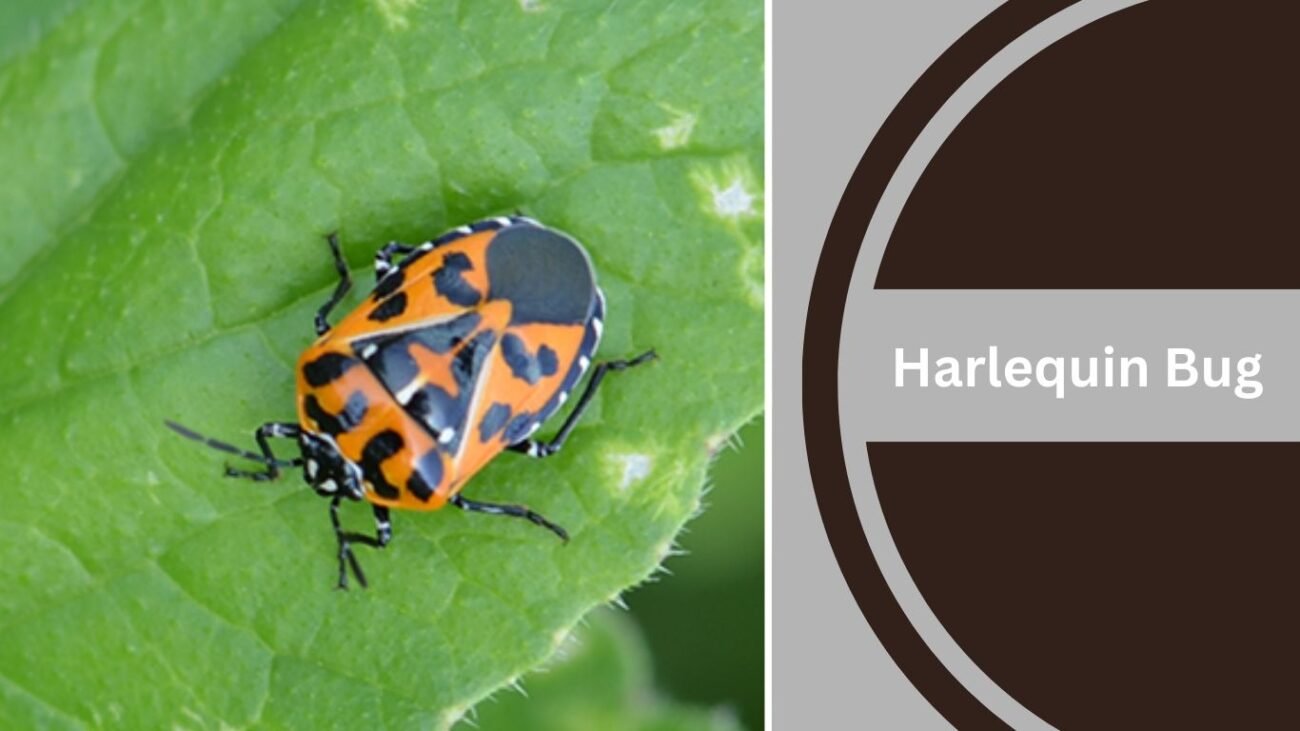 Harlequin Bug