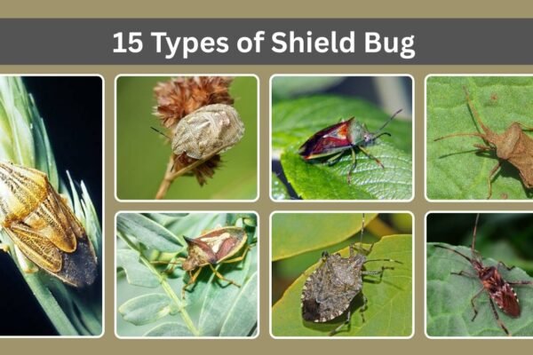 15 Types of Shield Bug