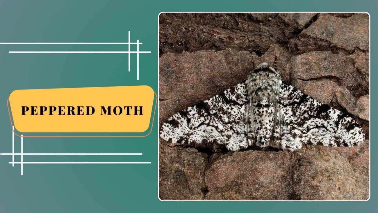Peppered Moth (Biston betularia)