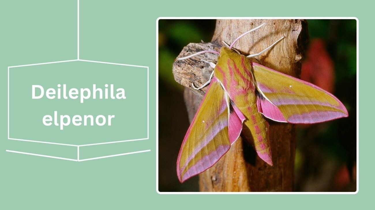 Deilephila elpenor (Elephant Hawk Moth)